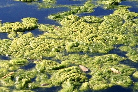 Algae Blooms Texas - Texas Pond Management Services