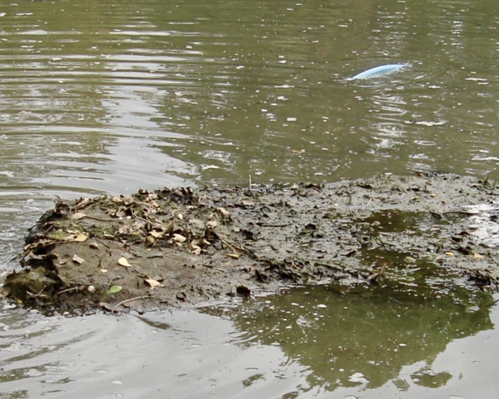Pond Muck - Highland Pond Management - Kingsland, llano, Texas