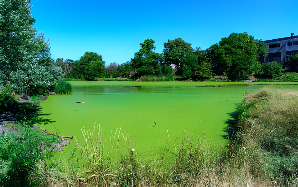 Texas Hill Country pond with dense green algae bloom in summe