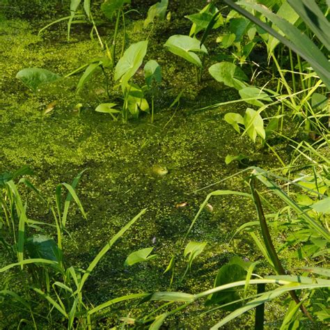Close-up of green algae covering a pond surface in Texas Hill Country