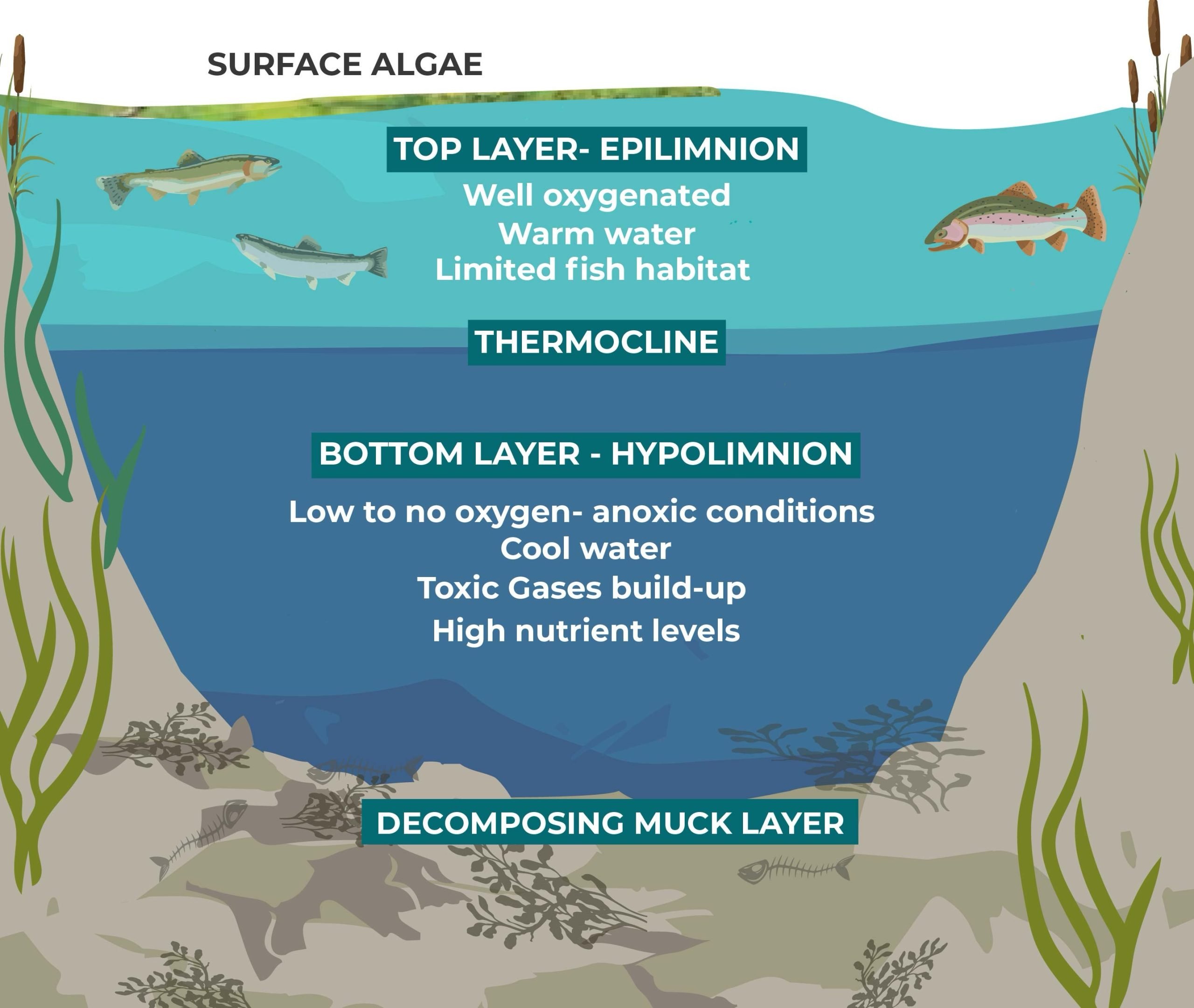 Illustration of pond layers during summer stratification: epilimnion, metalimnion, and hypolimnion