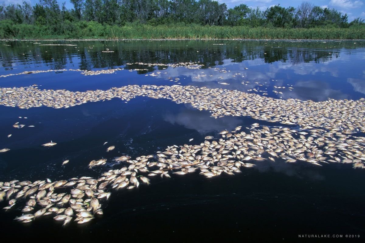 Texas Fish Kill from Pond Turnover