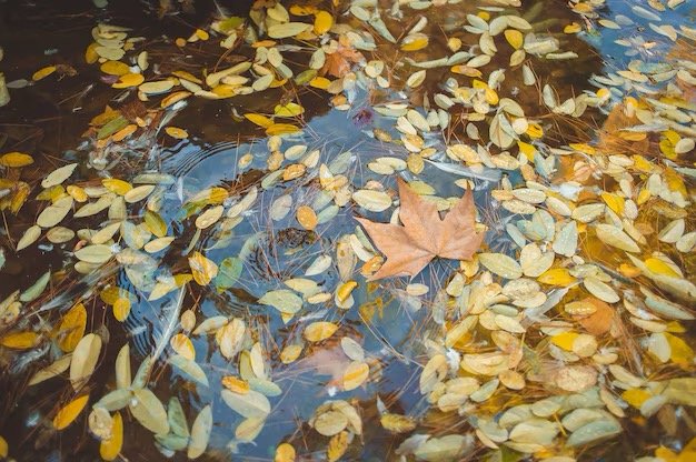 Fall leaves floating on a Texas Hill Country pond.