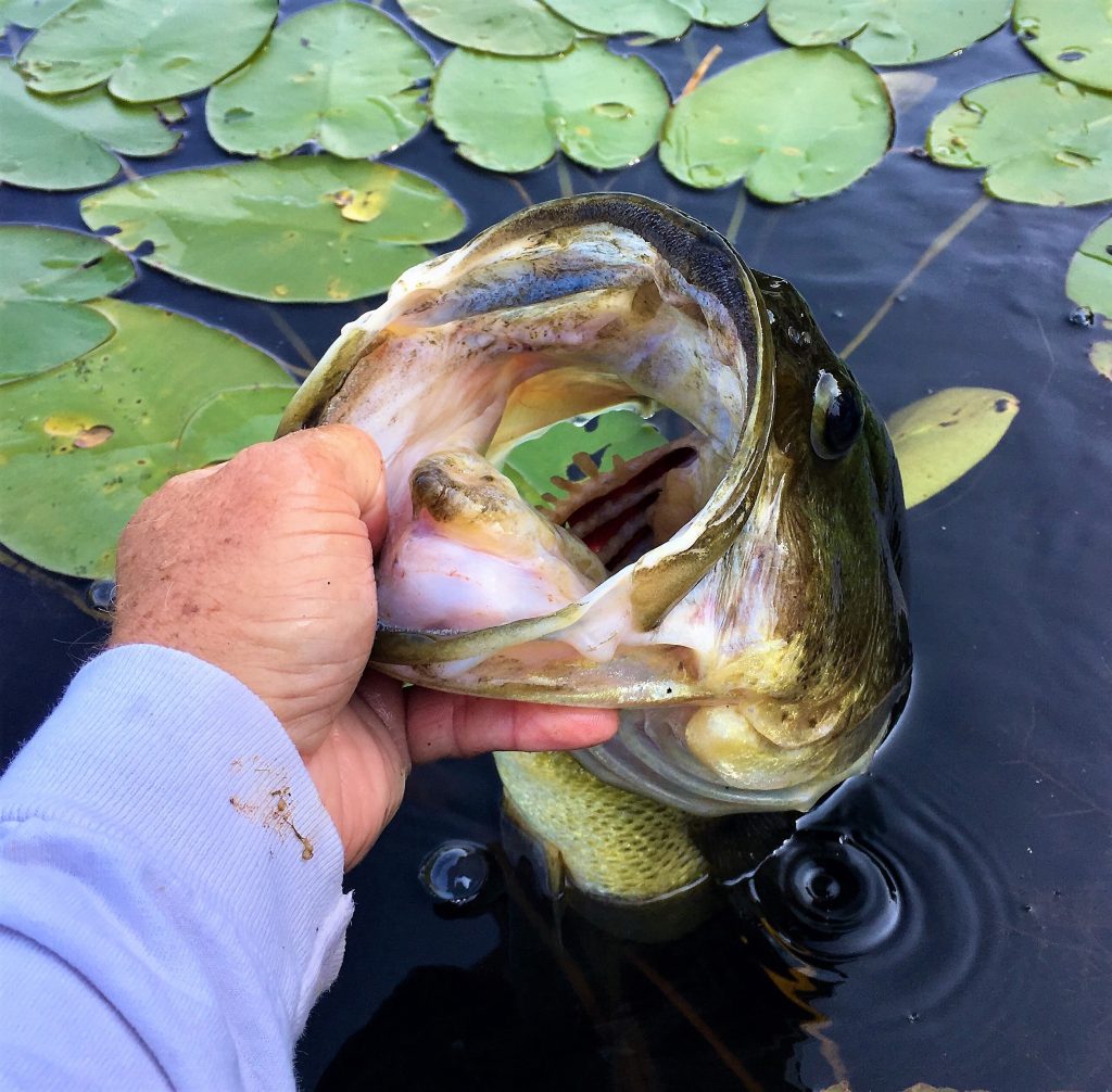 largemouth bass - fall pond fish stocking guide - Texas Hill Country