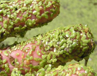 watermeal grain-like floating plant - close up - texas pond