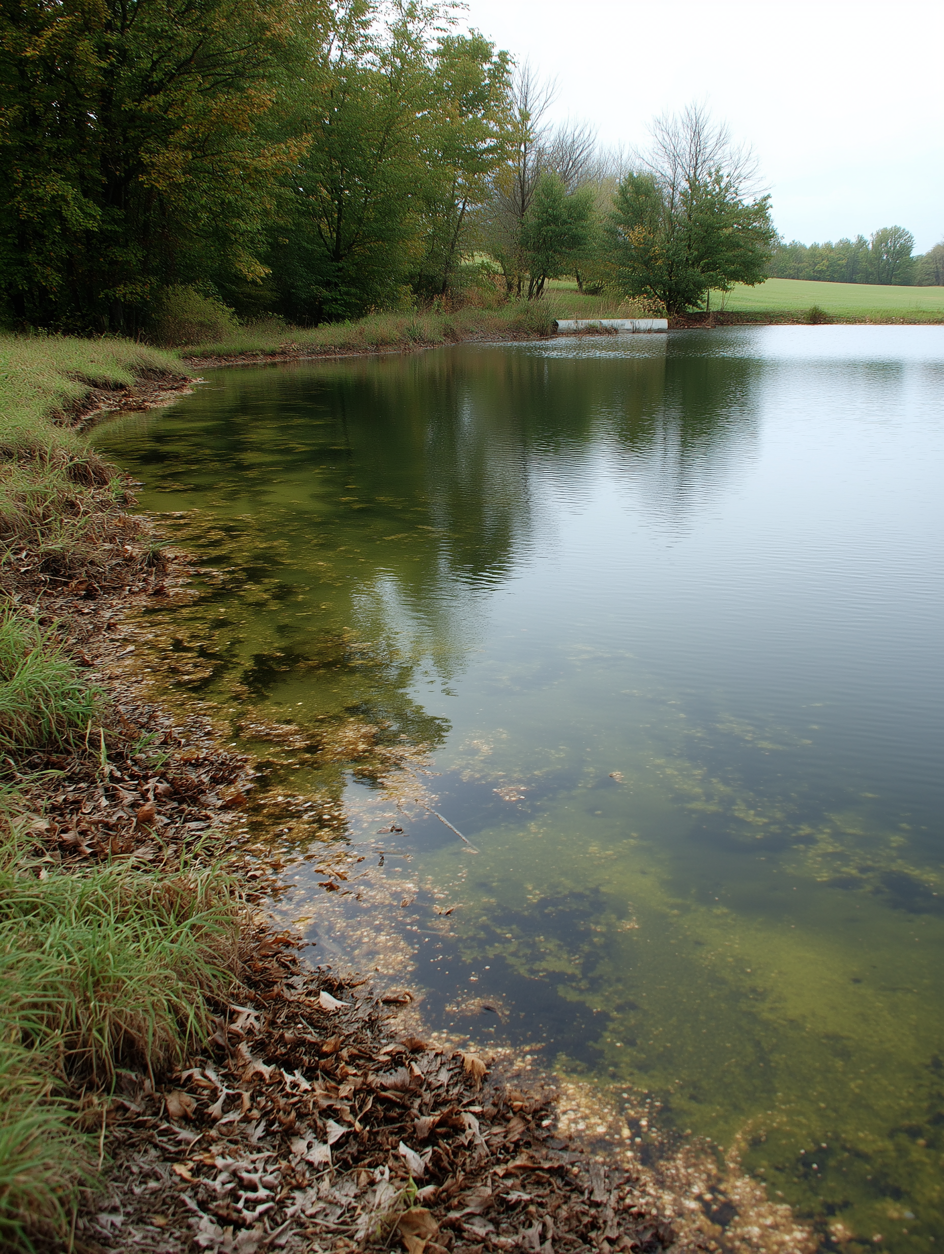 Pond shoreline showing accumulated leaves and organic debris near the edge. Texas Hill Country. Pond problems year after year