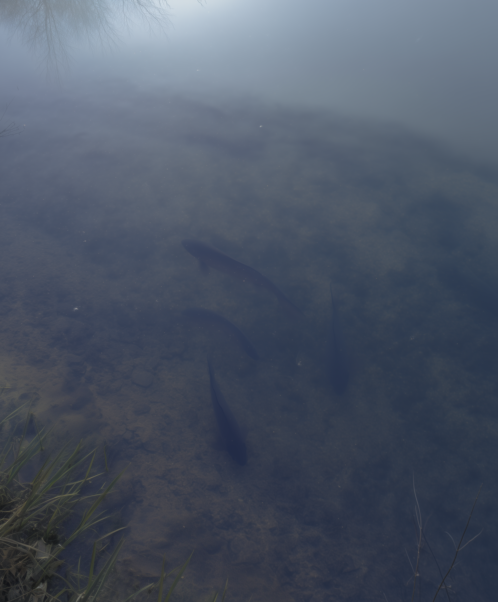 Fish staying deeper in a pond during winter cold temperatures