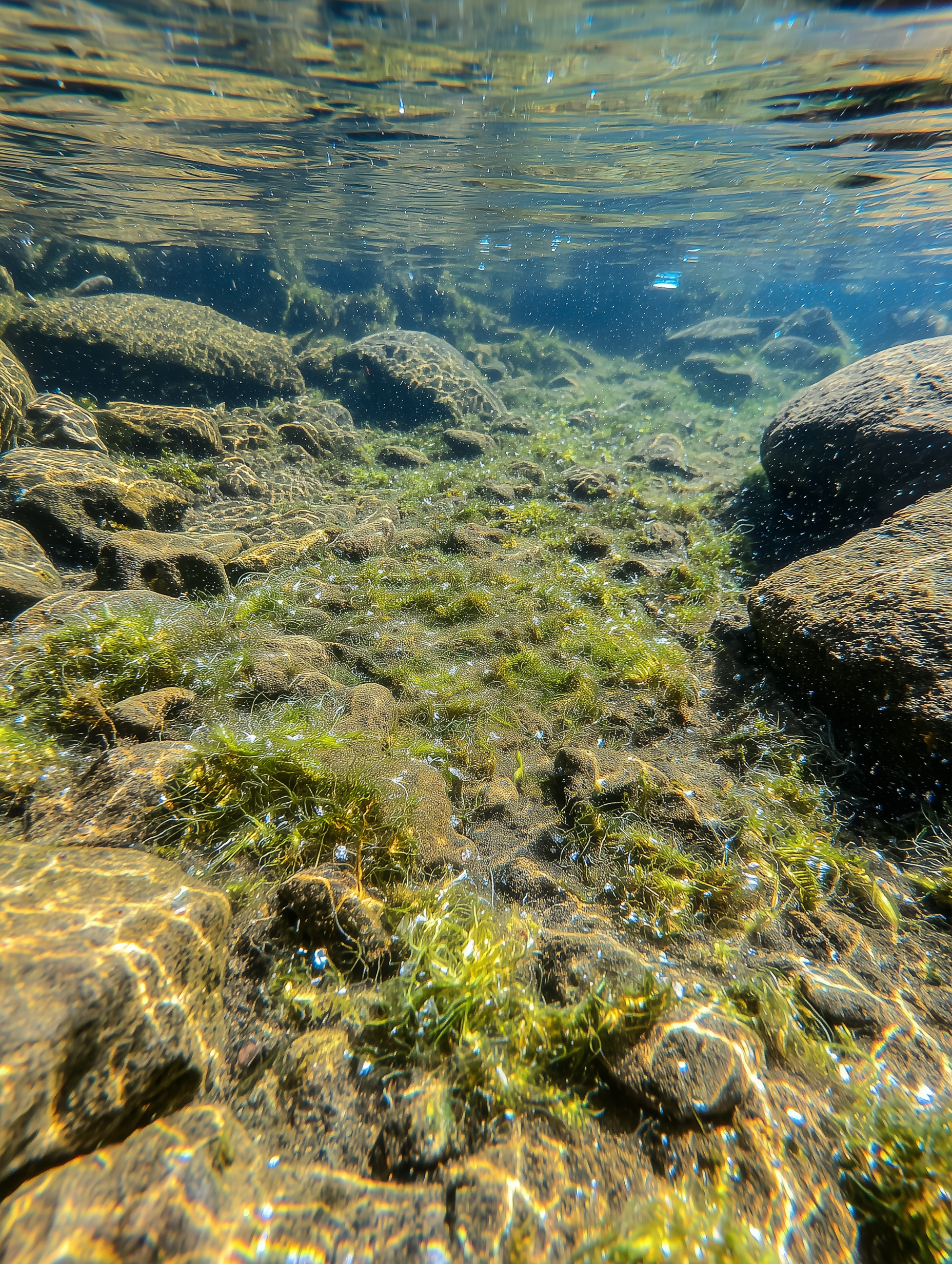 Early filamentous algae “green fuzz” on rocks in shallow Central Texas pond water