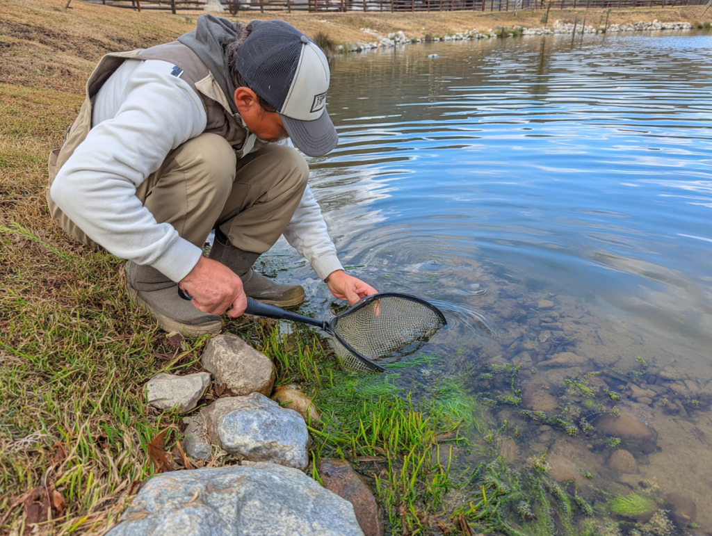 person inspecting early filamentous algae at texas pond edge