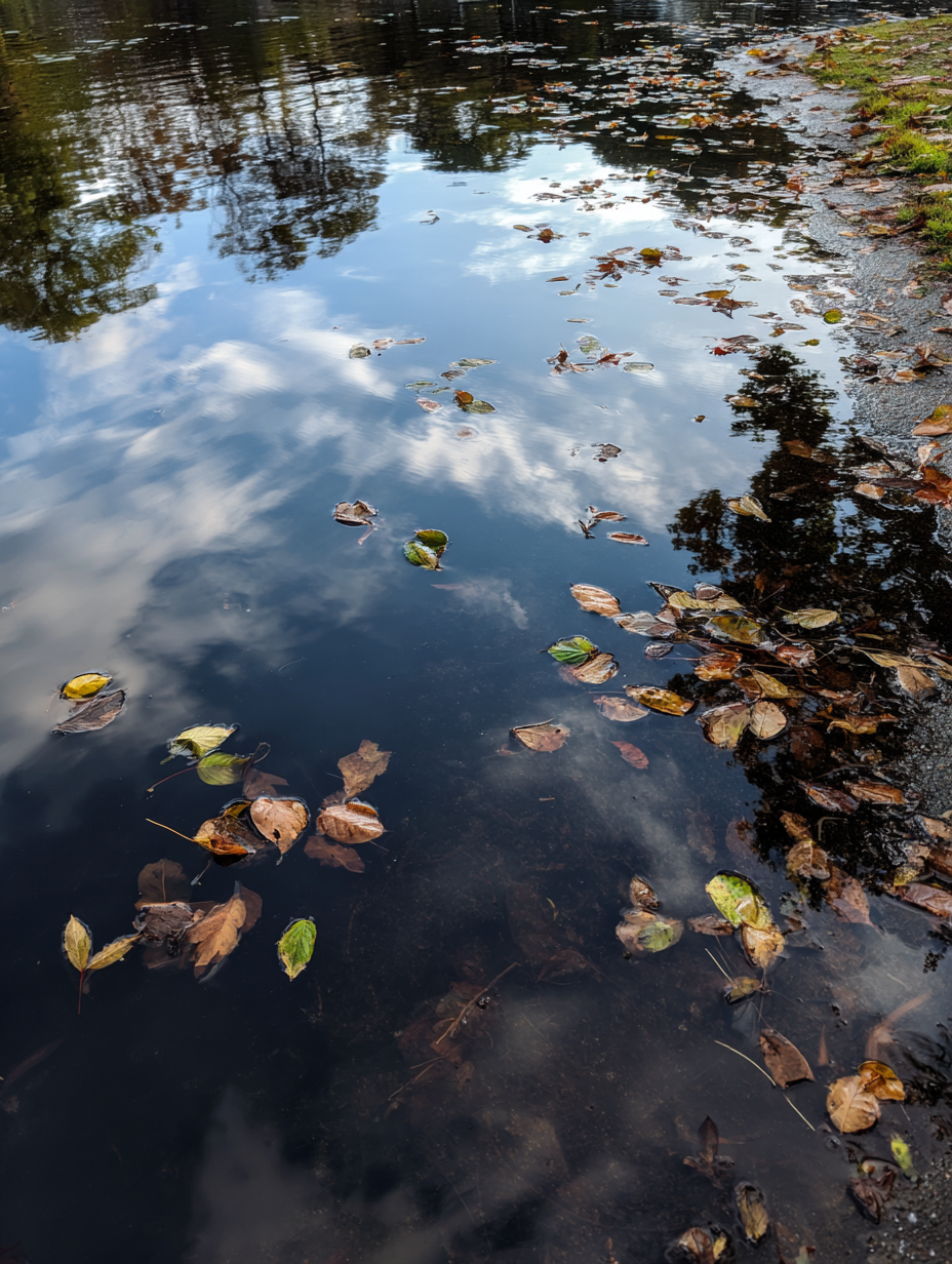 Leaf raft and decaying plant debris trapped at the pond edge near the shoreline