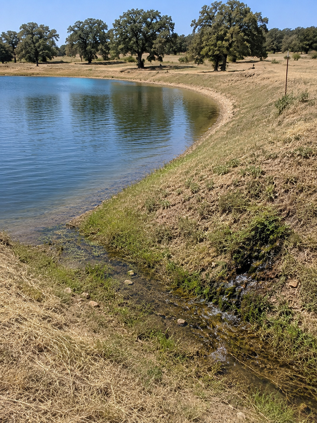Water flowing from a Texas ranch pond embankment illustrating a potential pond leak or seepage problem.